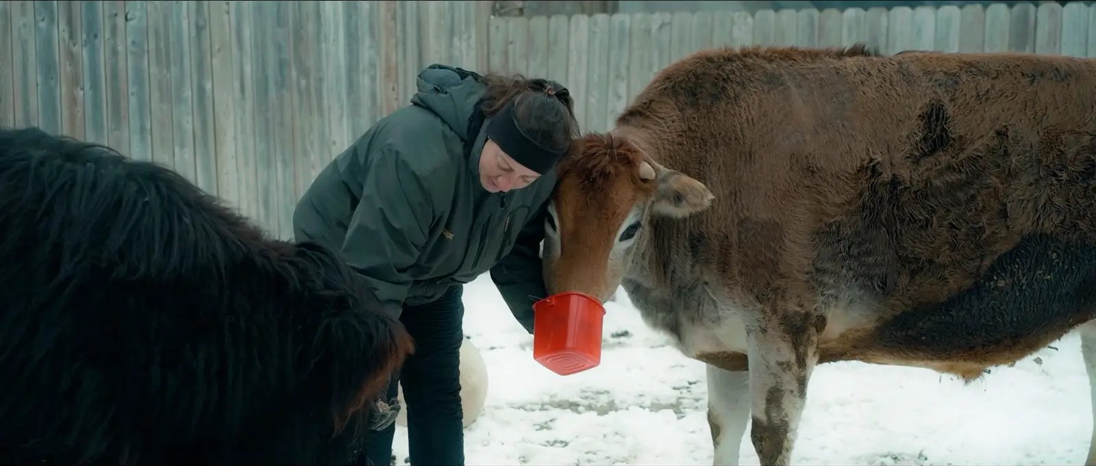 A woman in a winter hat feeding a cow in the snow on her farm.